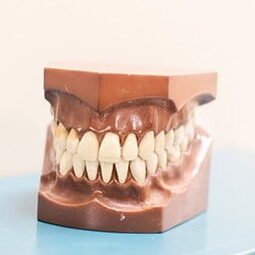 gums